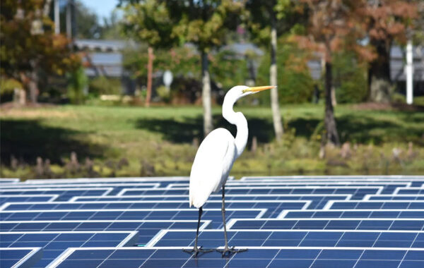 Egret standing on solar panels