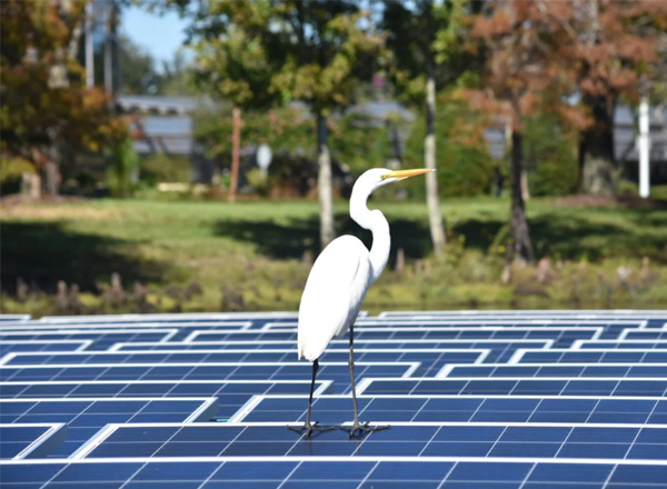 Egret standing on solar panels